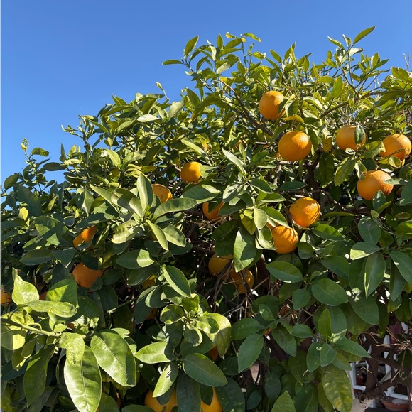 Meet your Posher, Jamie - Picture 1 of 1